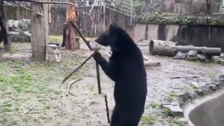 We should've seen Nunchaku Bear coming, but now it's too late